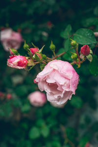 Close-up of pink rose