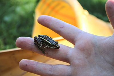 Close-up of hand holding small