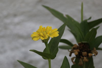 Close-up of yellow flowering plant