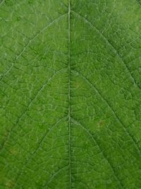 Full frame shot of leaf