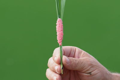 Close-up of hand holding leaf against green background