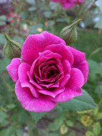 Close-up of pink rose blooming outdoors