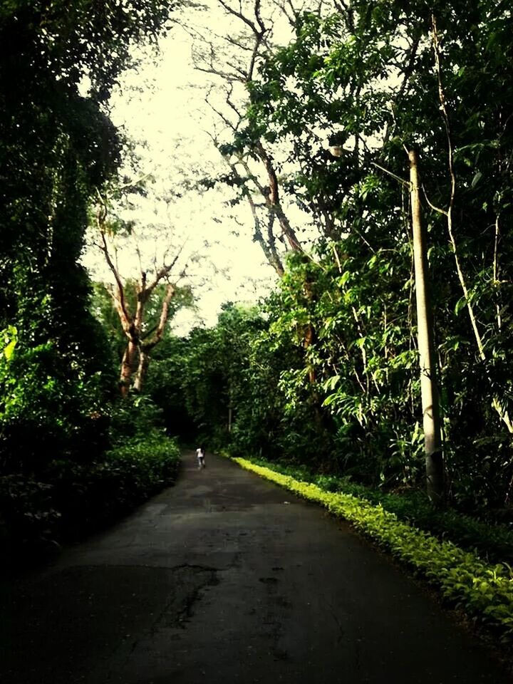 the way forward, tree, growth, tranquility, green color, diminishing perspective, road, tranquil scene, nature, vanishing point, transportation, plant, grass, branch, beauty in nature, sky, long, scenics, green, footpath