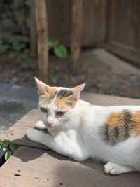 Portrait of a cat resting