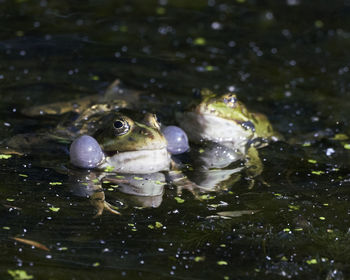 Close-up of frog swimming in lake