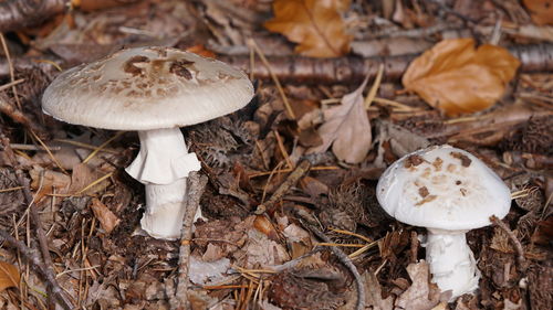 Close-up of mushrooms growing on field