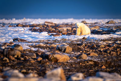 Polar bear sits on tundra watching camera