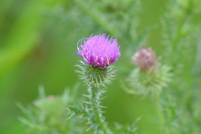 Close-up of purple thistle flower