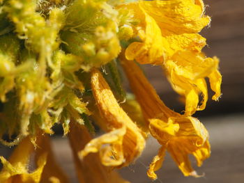 Close-up of yellow flowering plant