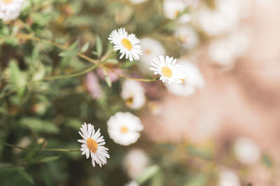 Close-up of white flowers