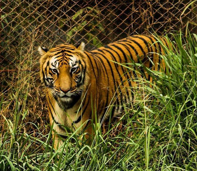 animal themes, animals in the wild, wildlife, one animal, grass, mammal, animal markings, tiger, field, zoo, safari animals, grassy, green color, nature, undomesticated cat, full length, outdoors, no people, day, natural pattern