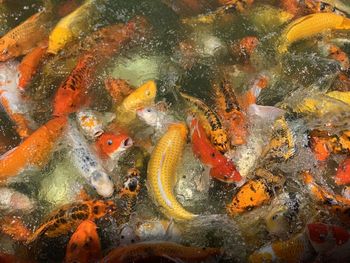 Fish swimming in sea