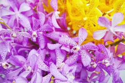 Close-up of purple flowering plant