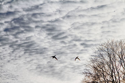 Low angle view of birds flying in sky