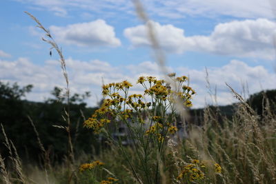 Close-up of flowering plants on field against sky