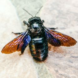 Close-up of fly