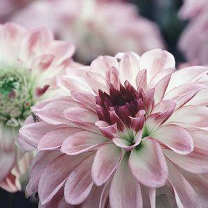 Close-up of pink dahlia flower