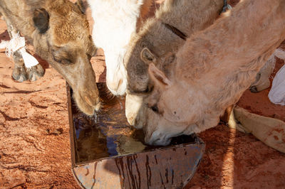 Camels in desert in jordan