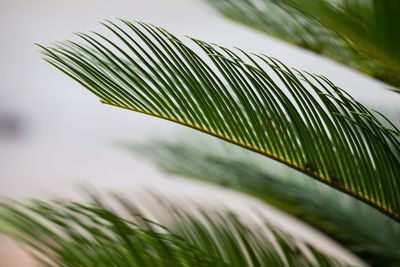 Close-up of palm leaves against sky