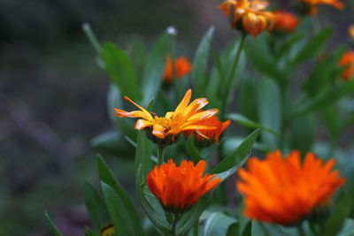 Close-up of orange flowering plants