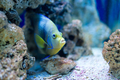 Fish swimming in sea