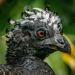 Close-up of a bird looking away