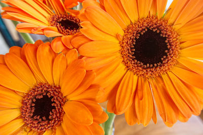 Close-up of orange daisy flower