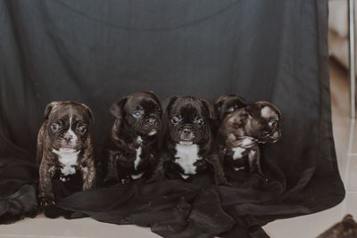 Portrait of puppies 