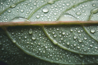 Close-up of raindrops on leaf