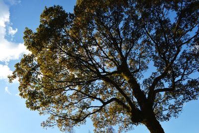 Low angle view of trees against blue sky