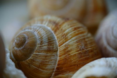 Close-up of snail