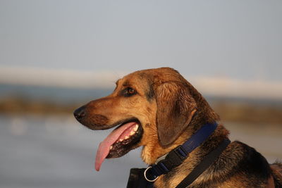Close-up of dog looking away against sky
