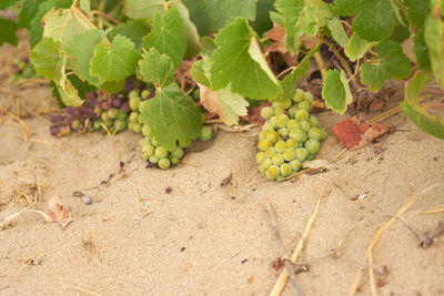 Close-up of fruits growing on field