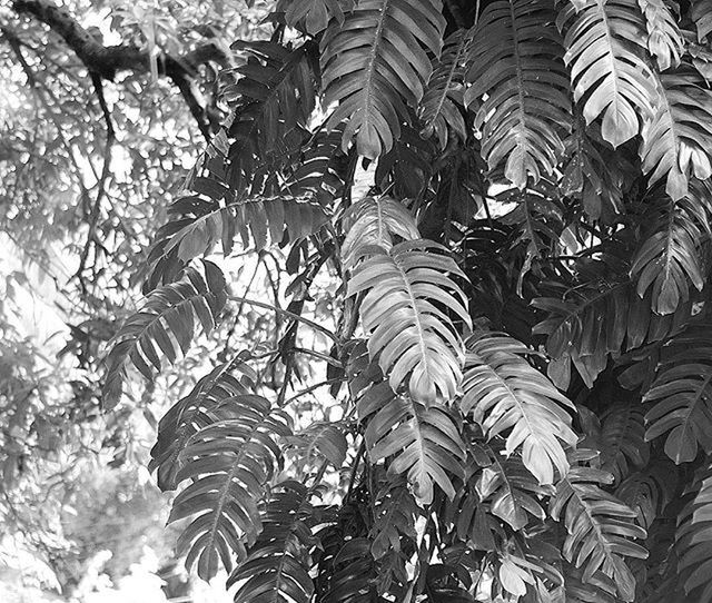 growth, leaf, low angle view, tree, nature, plant, full frame, tranquility, day, sunlight, backgrounds, pattern, beauty in nature, no people, outdoors, green color, branch, growing, high angle view, natural pattern