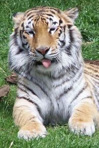 Close-up of tiger