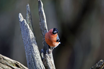 Male bullfinch perched on a branch