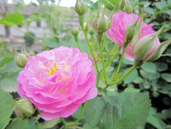 Close-up of pink flowers blooming outdoors