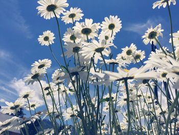 Close-up of white flowers blooming against sky