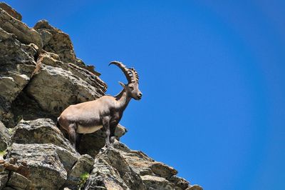 Low angle view of giraffe on rock against clear blue sky
