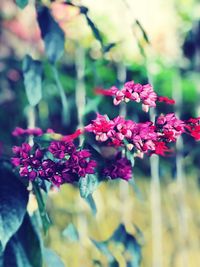 Close-up of pink flowering plant