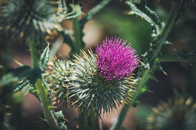 Close-up of thistle flower