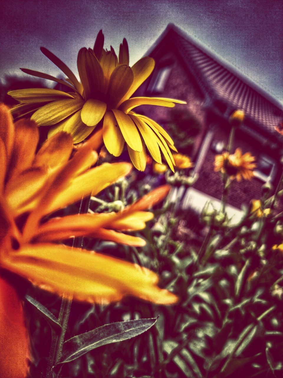 CLOSE-UP OF YELLOW FLOWERING PLANTS