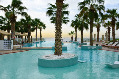 Palm trees in swimming pool