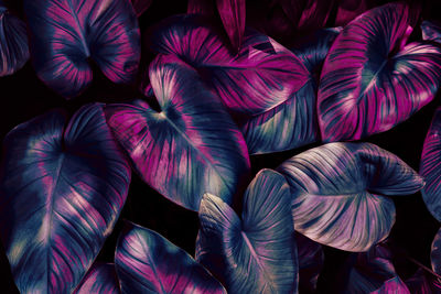 Tropical leaf background, purple blue color toned
