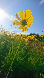 Close-up of yellow flowering plant on field against sky