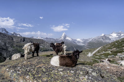 View of a sheep