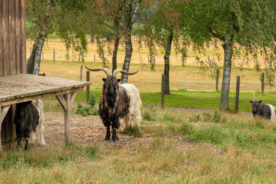 Three valais black-necked goats have a beautiful pasture. 