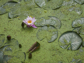 High angle view of purple water lily amidst leaves and algae floating on pond