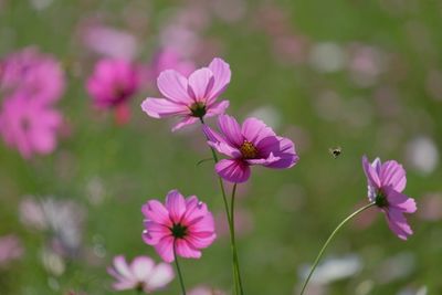 Insect flying by pink cosmos flowers blooming outdoors
