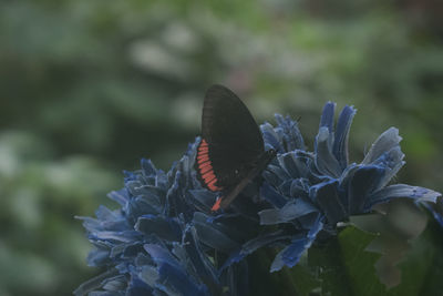 Close-up of butterfly pollinating on flower